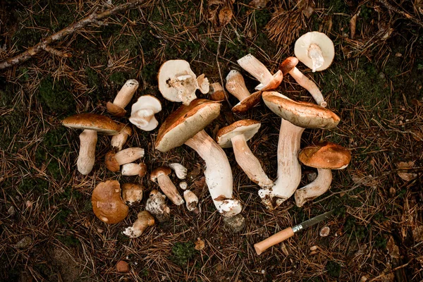 Vista Superior Cogumelos Comestíveis Redução Tamanhos Diferentes Está Chão Cogumelos — Fotografia de Stock