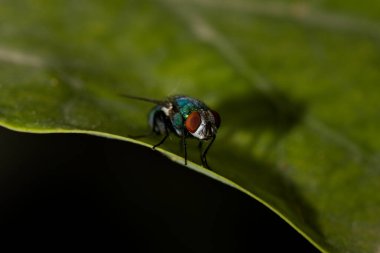 Yeşil Şişe Sineği 'nin bulanık arkaplanı olan ve boşluğu kopyalayan bir yaprağının makro görüntüsü