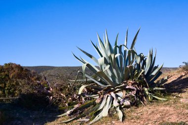 Akdeniz Avrupa 'sında bir tarla ile bir ülke yolu arasında büyüyen büyük vahşi bir pitera veya agave americana görüntüsü