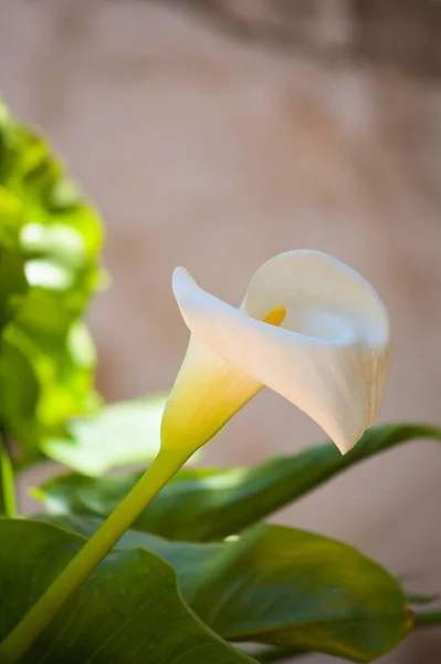 Närbild Blomma Vit Lilja Zantedeschia Aethiopica Anläggningen Bild Med Kopia — Stockfoto