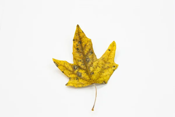 Fotografia Uma Folha Colorida Ocre Uma Árvore Outono Isolada Fundo — Fotografia de Stock