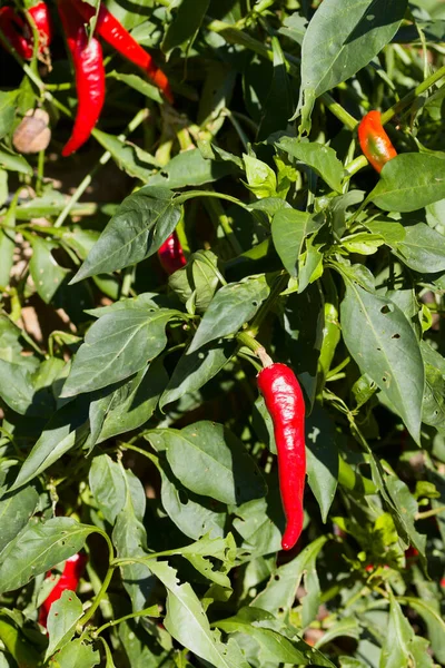Sıcak biber bitkisi (Capsicum annuum) bazı olgun meyveleri ve bazı yaprakları vahşi salyangozlar tarafından ısırılmıştır.