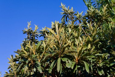 Dalları yeşil yapraklarla dolu ama arka planda mavi gökyüzü olan meyvesiz bir ağaç resmi.