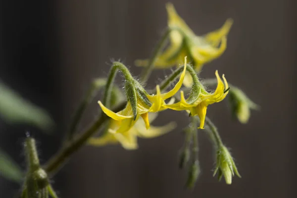 Imagen Las Flores Una Planta Tomate Cherry Con Fondo Oscuro —  Fotos de Stock