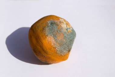 Close-up of an orange that shows deterioration due to the green fungus or penicillium digitatum on its skin. The orange is isolated on a white background and is illuminated by the sun directly