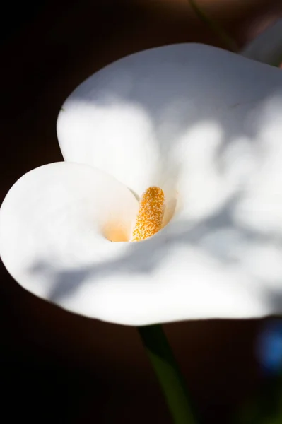 Detail White Calla Lily Flower Zantedeschia Aethiopica Illuminated Sun Area — Foto de Stock