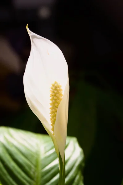 Obraz Białego Kwiatu Lilii Pokojowej Lub Kolebki Mchów Spathiphyllum Ciemnym — Zdjęcie stockowe
