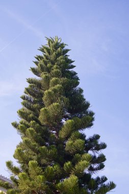 Arka planda mavi gökyüzü olan bir şehrin bahçesindeki büyük bir araucaria araucana ağacının zemininden bak.