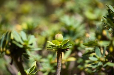 Tatlı bir spazmın ayrıntıları, Euphorbia balsamifera Aiton ve kopya uzayı.