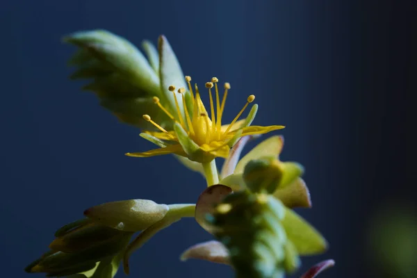 Imagen Algunas Ramas Flores Una Planta Del Tipo Eterno Suculenta — Foto de Stock