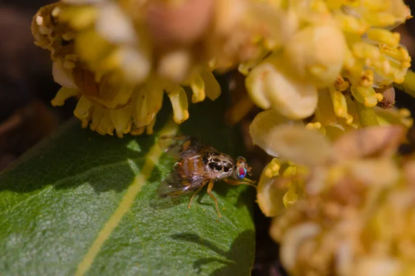 İlkbaharın başında defne ağacının yaprakları üzerinde Ceratitis Capitata (Akdeniz meyve sineği) numunesinin makrofotografı.