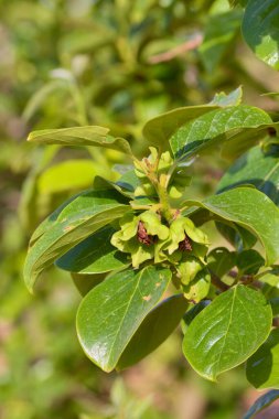 Olgunlaşmanın erken safhalarında yeşil yapraklar ve meyvelerle dolu bir hurma dalına (parlak kırmızı) yakın plan