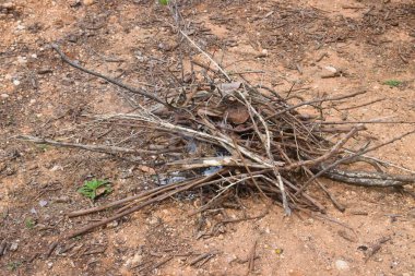 Image of some tree branches that form a pile of firewood ready to light a campfire in the field on a spring day