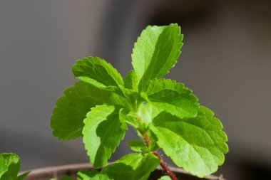 Genç bir stevia rebaudiana bitkisinin yakın plan çekimi bir çömleğe yerleştirilmiş ve tarafsız bir arkaplanda izole edilmiş.