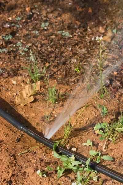 Close-up of a drip irrigation rubber in an agricultural field that has a water leak and generates an exhaust that sprays the entire environment