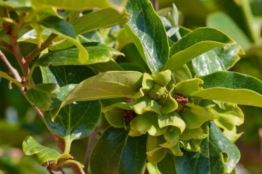 İlkbaharda bir hurma dalının ayrıntıları, bazı dolu kaynaklı küçük delikleri olan taze meyve ve yeşil yapraklar.