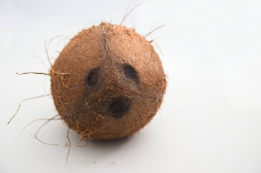 Hindistan cevizi gözlü kahverengi bir hindistan cevizi beyaz arka planda izole edilmiş kameraya bakıyor.