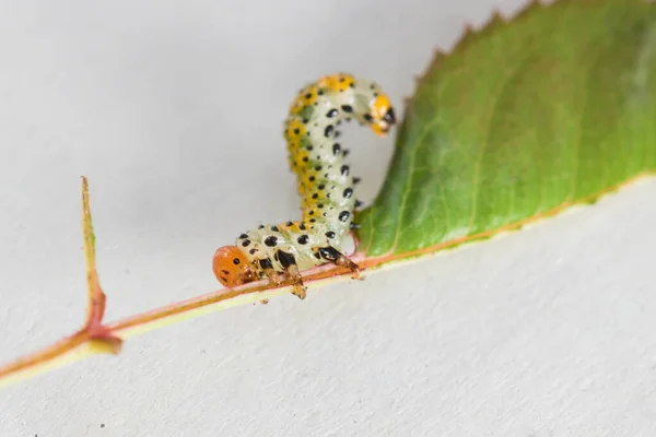 Beyaz arkaplanda izole edilmiş küçük bir gül yaprağı üzerinde büyük bir gül testeresinin (Arge ochropus) makro fotoğrafı.