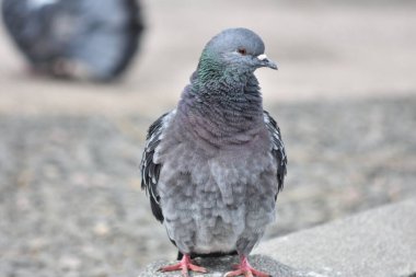 Bir taşın üzerinde oturan güvercinin yakın plan fotoğrafı.