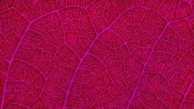 Pembe yaprağı kapat. Soyut pembe doku arkaplanı.