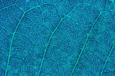 Mavi yaprağı kapat. Soyut mavi doku arkaplanı.