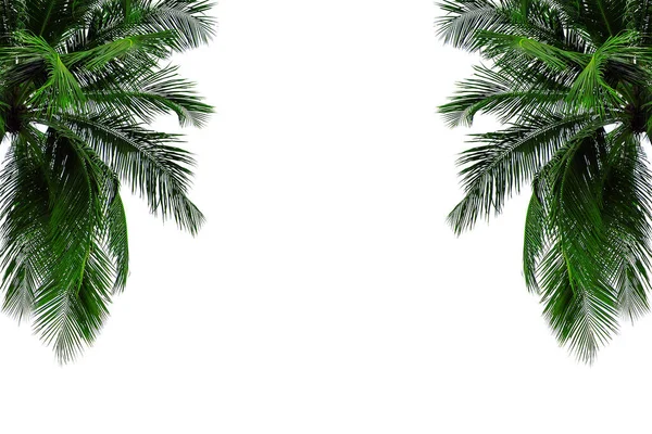 Coconut Tree Isolated White Background — Stock Photo, Image
