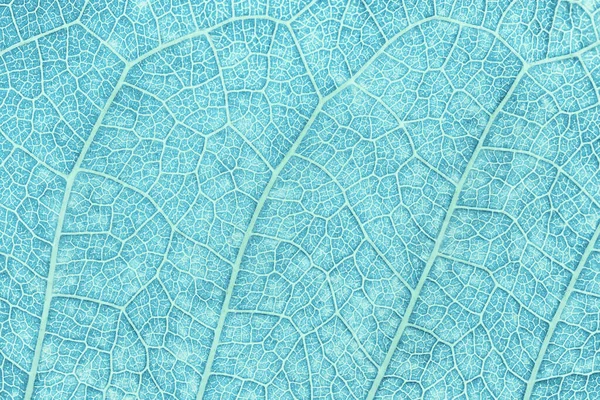 Close Blue Pastel Leaf Abstract Blue Texture Background — Stock Photo, Image