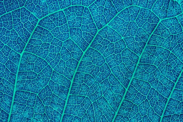 Close Blue Leaf Abstract Blue Texture Background — Stock Photo, Image