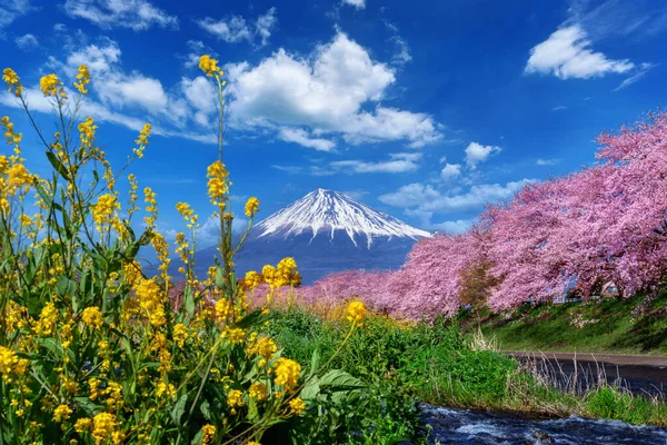 Fuji Mountains Cherry Blossoms Spring Shizuoka Japan — Stock Photo, Image