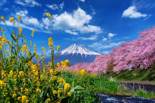 Fuji mountains and cherry blossoms in spring,Shizuoka in Japan.