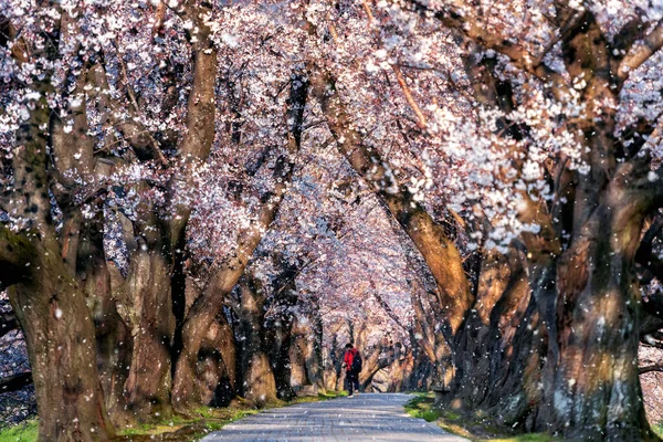 Ряд Вишневого Цвіту Пелюстками Падають Навесні Кіото Японія — стокове фото