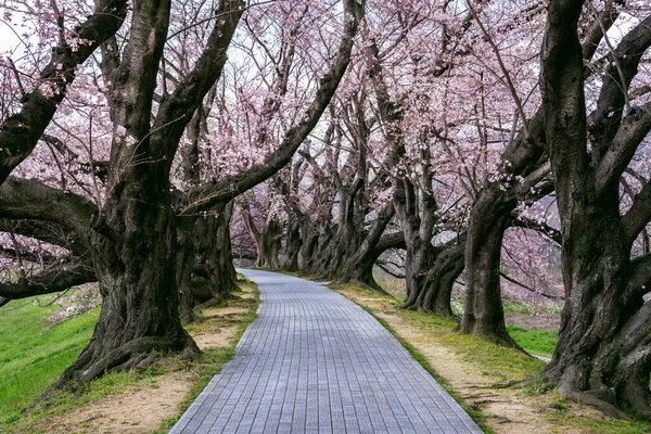 Fileira Árvore Flor Cereja Primavera Kyoto Japão — Fotografia de Stock