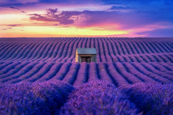 때아름다운 라벤더 — 스톡 사진