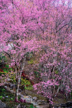 Bahar mevsiminde pembe kiraz çiçeği, Chiang Rai, Tayland.