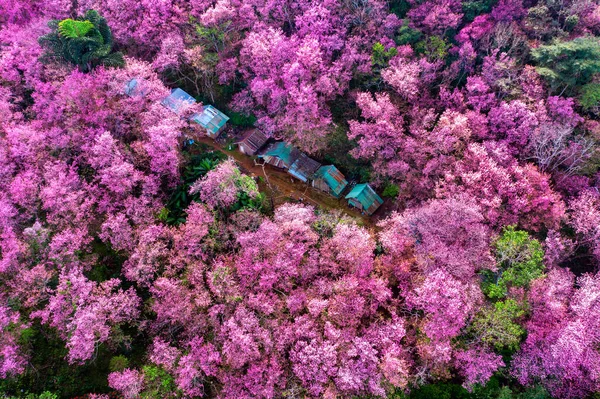 Αεροφωτογραφία Της Κερασιάς Ανθισμένο Δέντρο Στο Phu Chi Βουνά Στην — Φωτογραφία Αρχείου
