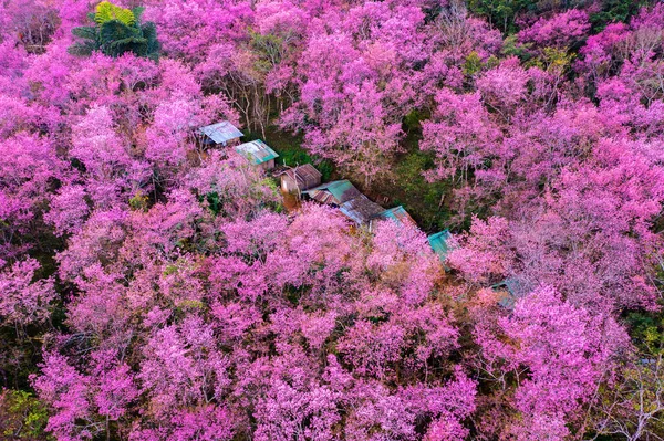 Vista Aérea Árvore Flor Cereja Phu Chi Montanhas Província Chiang — Fotografia de Stock