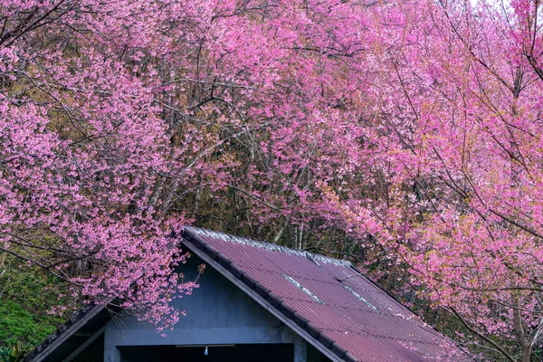 Flor Cereja Rosa Primavera Chiang Rai Tailândia — Fotografia de Stock