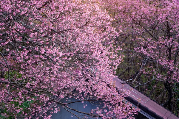 Flor Cereja Rosa Primavera Chiang Rai Tailândia — Fotografia de Stock