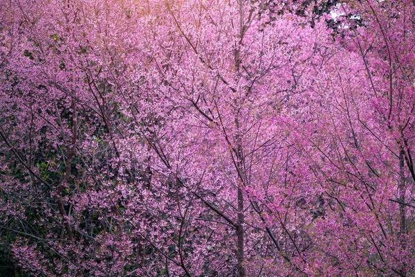 春天里的粉色樱花 泰国清莱 — 图库照片