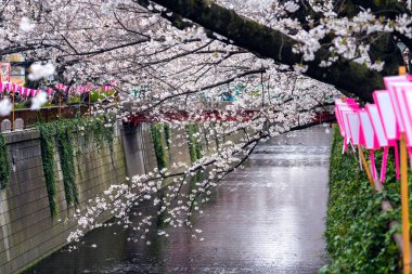 Tokyo, Japonya 'daki Meguro nehri boyunca kiraz çiçeği sıraları