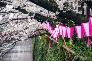 Tokyo, Japonya 'daki Meguro nehri boyunca kiraz çiçeği sıraları