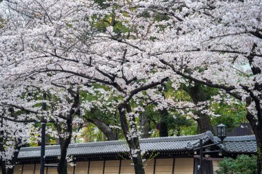 İlkbaharda kiraz çiçeği, Japonya 'da Tokyo..
