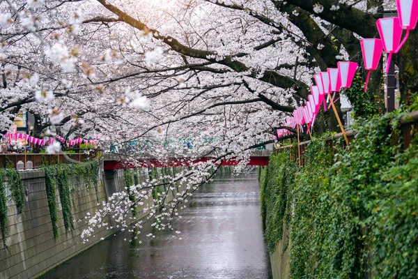 Ανθισμένες Κερασιές Κατά Μήκος Του Ποταμού Meguro Στο Τόκιο Της — Φωτογραφία Αρχείου