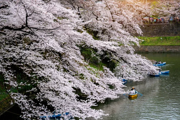 日本东京Chidorigafuchi公园的樱花 — 图库照片