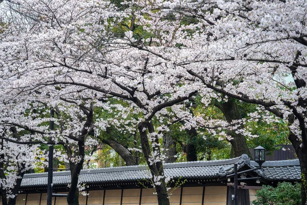 İlkbaharda kiraz çiçeği, Japonya 'da Tokyo..