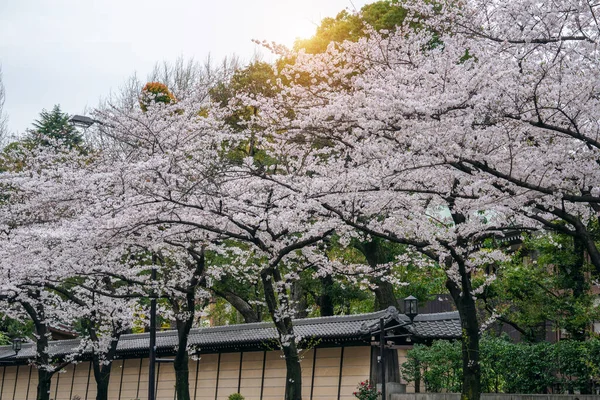 Rangée Fleurs Cerisier Printemps Tokyo Japon — Photo