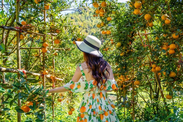 Jolie Femme Recueille Des Oranges Jardin Orange — Photo