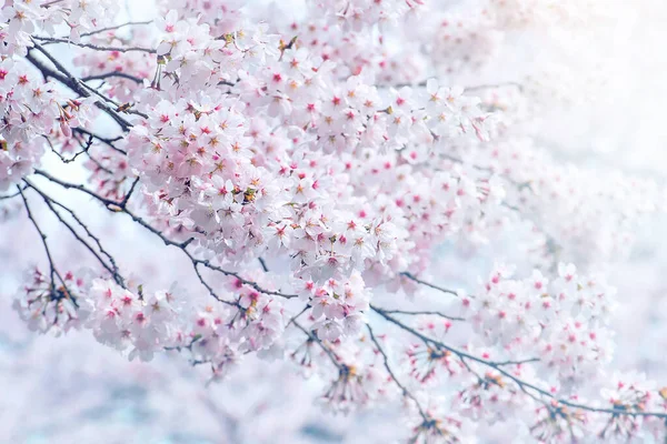 Ανθισμένες Κερασιές Ανθίζουν Την Άνοιξη Ανοιξιάτικο Φόντο Ανθισμένες Κερασιές Στη — Φωτογραφία Αρχείου