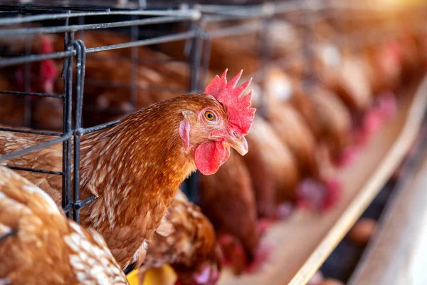 Hühner Der Fabrik Hühner Käfigen — Stockfoto