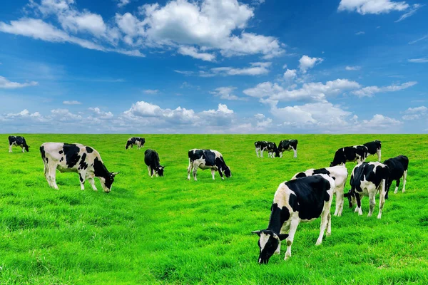 Cows Green Field Blue Sky — Stock Photo, Image